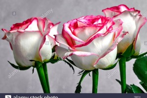 Белые розы с красными краями