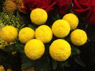 Желтые круглые цветы