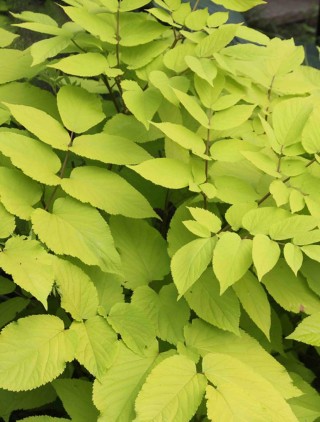 Куст с крупными листьями