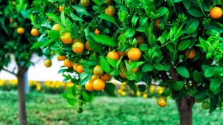 Дерево с мелкими желтыми плодами