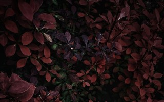 Куст с темно бордовыми листьями