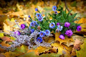 Последние осенние полевые цветы