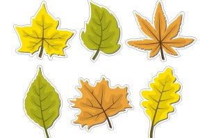 Формы листочков деревьев