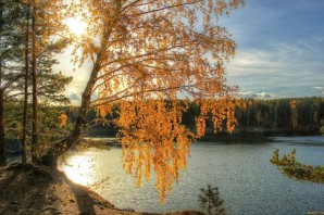 Осенняя береза у воды