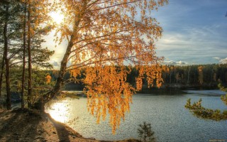 Осенняя береза у воды