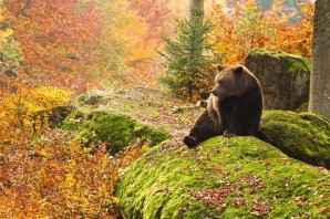 Осенний медведь