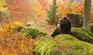 Осенний медведь