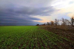 Озимые поля осенью