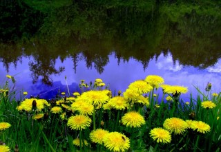 Раннее лето пора