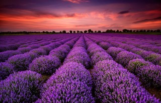 Фиолетовые цветы на полях
