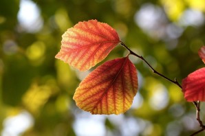 Осенние листья ольхи