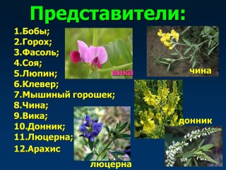 Цветковые растения примеры