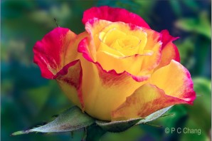 Красная роза с желтыми полосками
