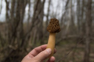 Сморчки осенью