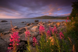 Цветок байкала