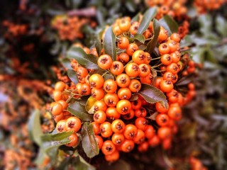 Ягода оранжевого цвета