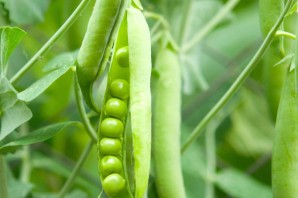 Растения со стручками