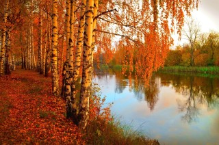 Осенний пейзаж березки
