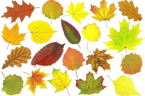 Листья летней и осенней окраски