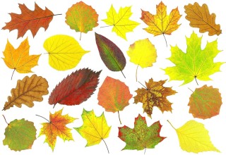 Листья летней и осенней окраски