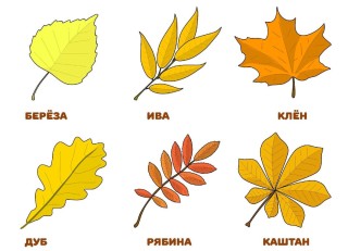 Листья деревьев летом и осенью