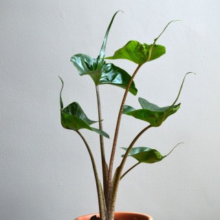 Алоказия микориза