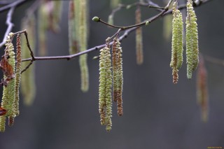 Сережки на деревьях осенью