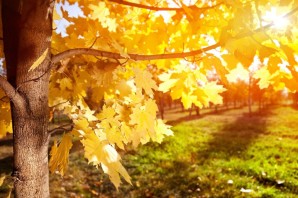 Все листья деревьев осенью