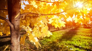 Все листья деревьев осенью