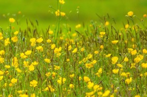 Желтый луговой цветок