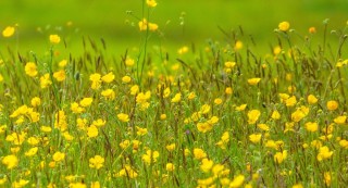 Желтый луговой цветок
