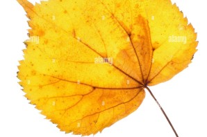 Желтый лист липы