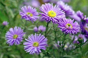 Хризантема октябрина