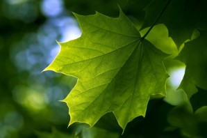 Летний кленовый лист