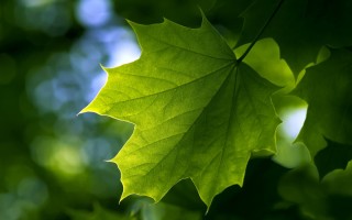 Летний кленовый лист