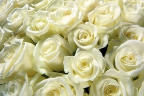 Большой букет белых роз