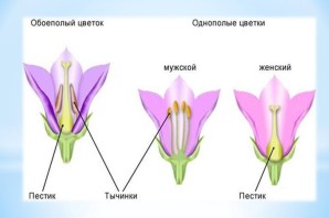 Цветок с двойным околоцветником