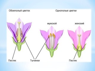 Цветок с двойным околоцветником