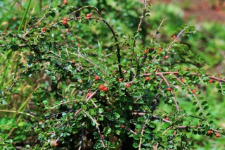 Колючий кустарник с красными ягодами