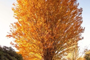 Дерево ясень осенью