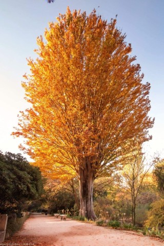 Дерево ясень осенью