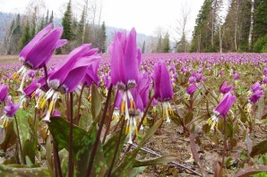 Дикорастущие растения в сибири