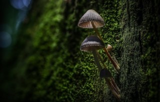 Поганки на дереве