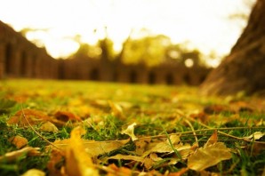 Листья на земле осенью
