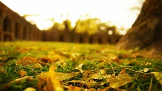 Листья на земле осенью