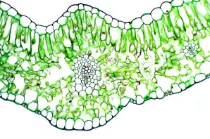 Срез листа тенелюбивого растения