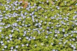 Трава с голубыми цветами