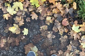 Упавшие листья