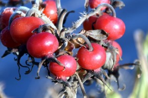Колючее растение с красными сладкими ягодами