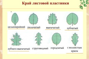 Форма листовой пластины клена
